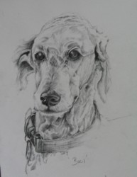 drawing of a dog