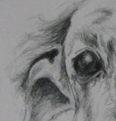 dog drawing