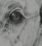 dog drawing