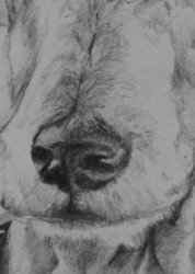dog drawing